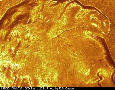 Die-stage C marker on 1960D•1MM•036 showing A E-W die crack in the skull.