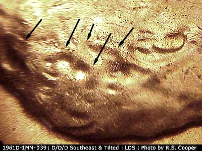 Die-stage C marker on 1961D•1MM•039 (1961 Repunched Mint Mark).