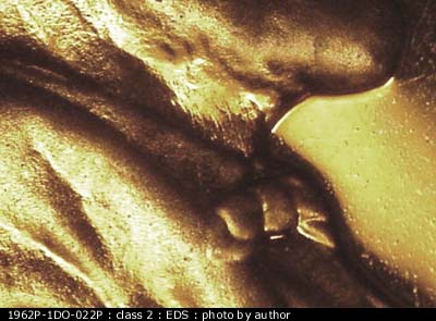 Die-stage A marker on 1962P•1DO•022P (1962 Doubled Die Obverse).