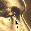 Pre-attribution image for 1962P•1DO•025P