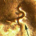 Pre-attribution image for 1963D•1DO•011