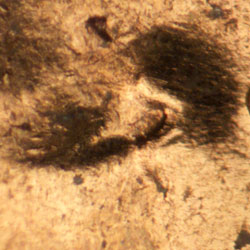 Pre-attribution image for 1963D•1DO•017