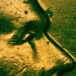 Pre-attribution image for 1963D•1DO•029