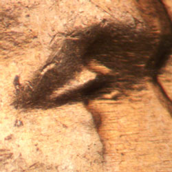 Pre-attribution image for 1963D•1DO•038
