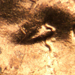 Pre-attribution image for 1963P•1DO•032