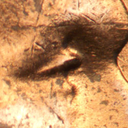 Pre-attribution image for 1963P•1DO•034