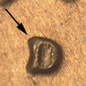 Pre-attribution photo for 1974D•1MM•004