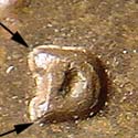 Pre-attribution image for 1982D•1MM•007