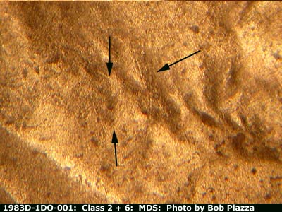 Die-stage B marker on 1983D•1DO•001 (1983 Doubled Die Obverse).