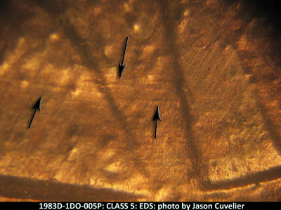 Die-stage A marker on 1983D•1DO•005 (1983 Doubled Die Obverse).