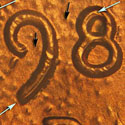 Pre-attribution image for 1983D•1DO•005