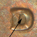 Pre-attribution image for 1984D•1MM•003