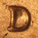 Pre-attribution photo for 1987D•1MM•016