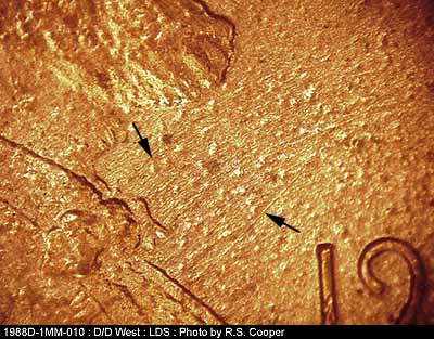 Die-stage C marker on 1988D•1MM•010 (1988 Repunched Mint Mark).
