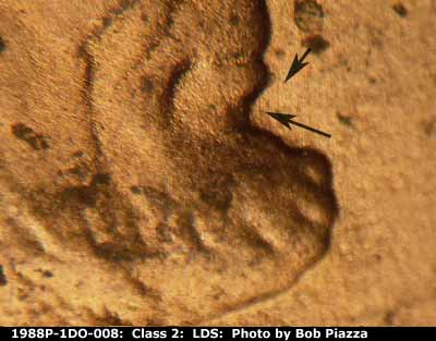 Die-stage C marker on 1988P•1DO•008 (1988 Doubled Die Obverse).