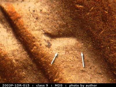 Die-stage B marker on 2003P•1DR•015 (2003 Doubled Die Reverse).
