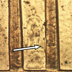 Pre-attribution image for 2004P•1DR•057