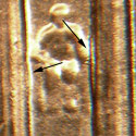 Pre-attribution photo for 2006D•1DR•003