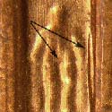 Pre-attribution image for 2006D•1DR•006