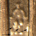 Pre-attribution photo for 2006P•1DR•005