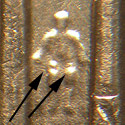 Pre-attribution photo for 2006P•1DR•017