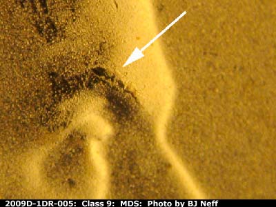 Die-stage B marker on 2009D•1DR•005 (2009 Doubled Die Reverse).
