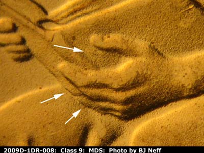 2009 Lincoln cent obverse, CopperCoins die 2009D•1DR•008.