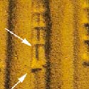 Pre-attribution image for 2009P•1DR•077