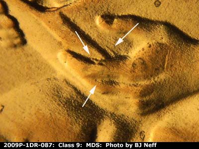 2009 Lincoln cent obverse, CopperCoins die 2009P•1DR•087.